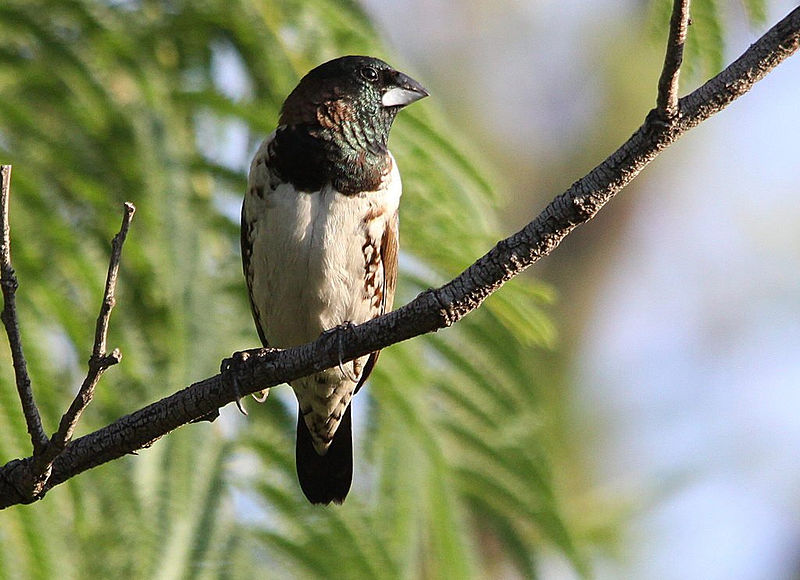 Spermestes cucullatus