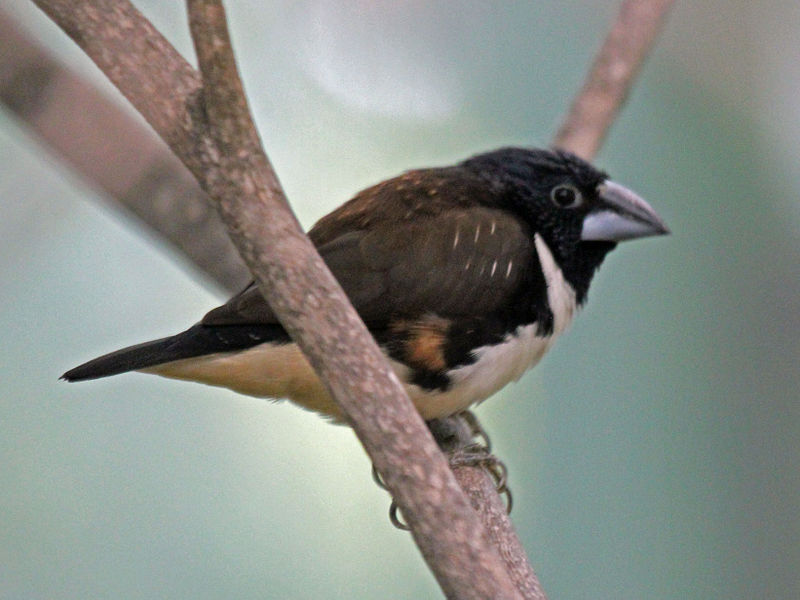 Spermestes fringilloides