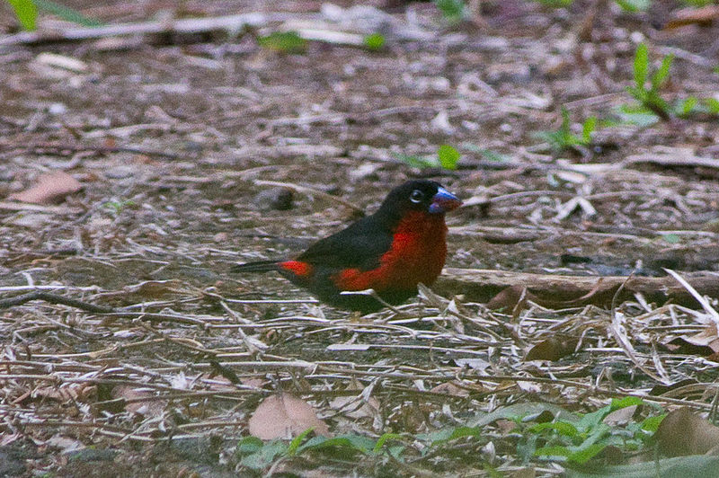 Spermophaga haematina