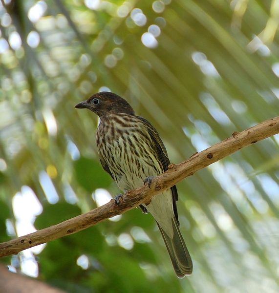 Sphecotheres viridis