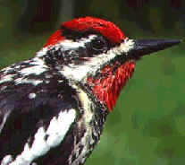 Sphyrapicus nuchalis