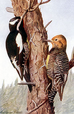 Sphyrapicus thyroideus