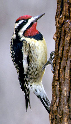 Sphyrapicus varius