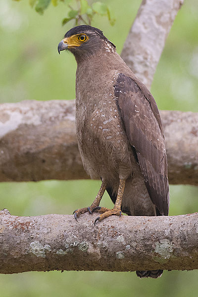 Spilornis cheela