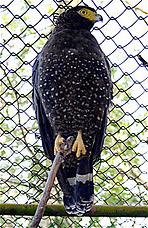 Spilornis elgini