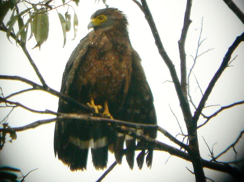 Spilornis holospilus