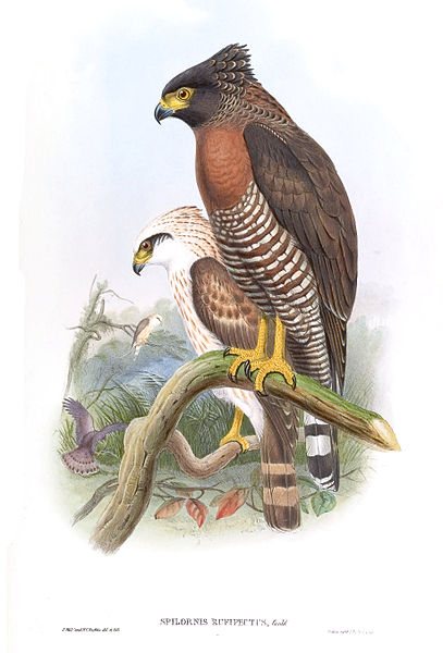 Spilornis rufipectus