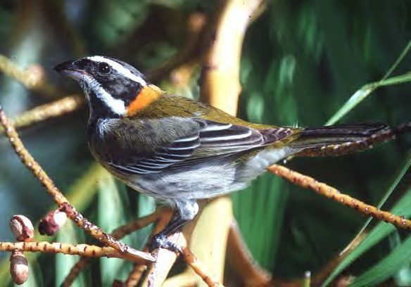 Spindalis portoricensis