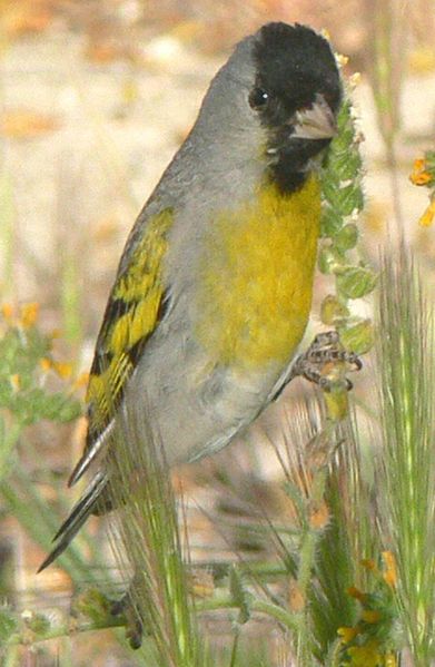 Spinus lawrencei
