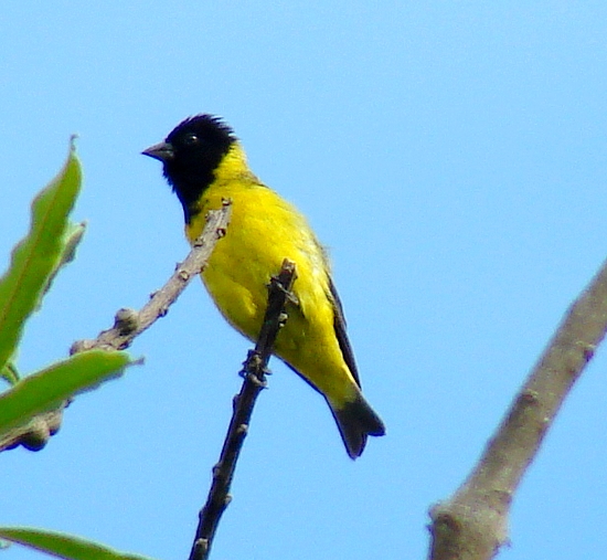 Spinus magellanicus