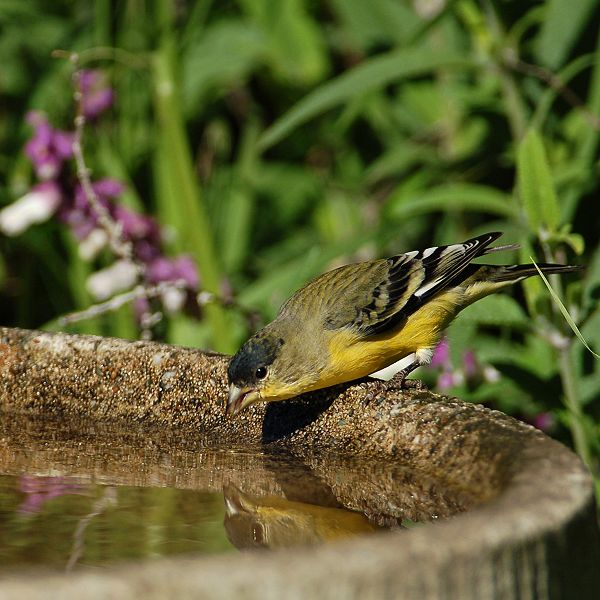 Spinus psaltria