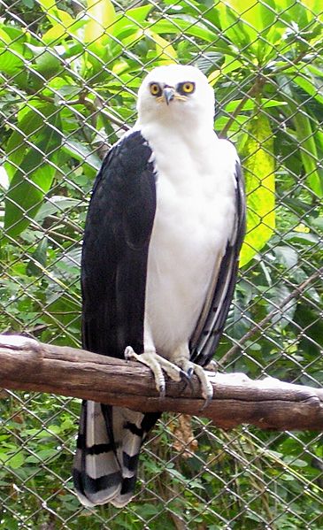 Spizaetus melanoleucus