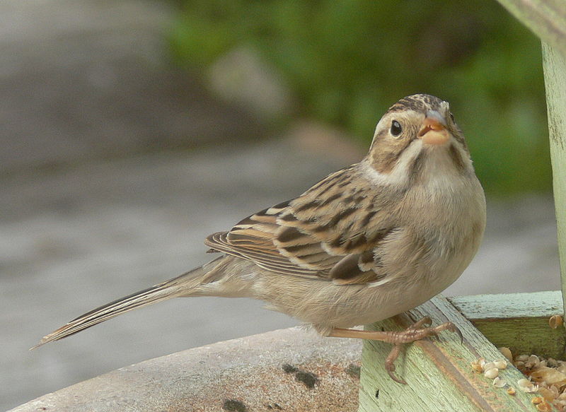 Spizella pallida