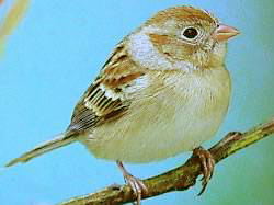 Spizella pusilla