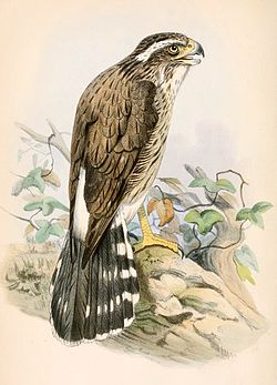 Spiziapteryx circumcincta