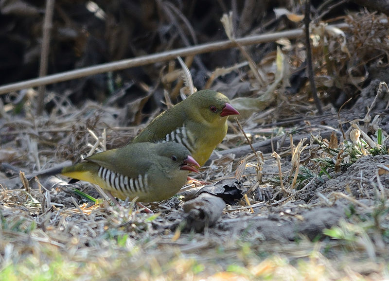 Sporaeginthus formosus