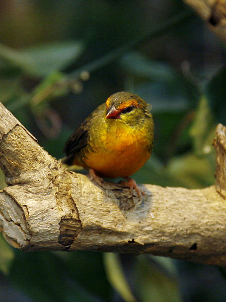 Sporaeginthus subflavus