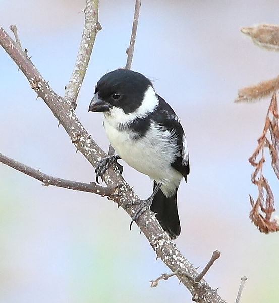 Sporophila americana