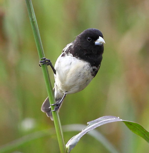 Sporophila ardesiaca