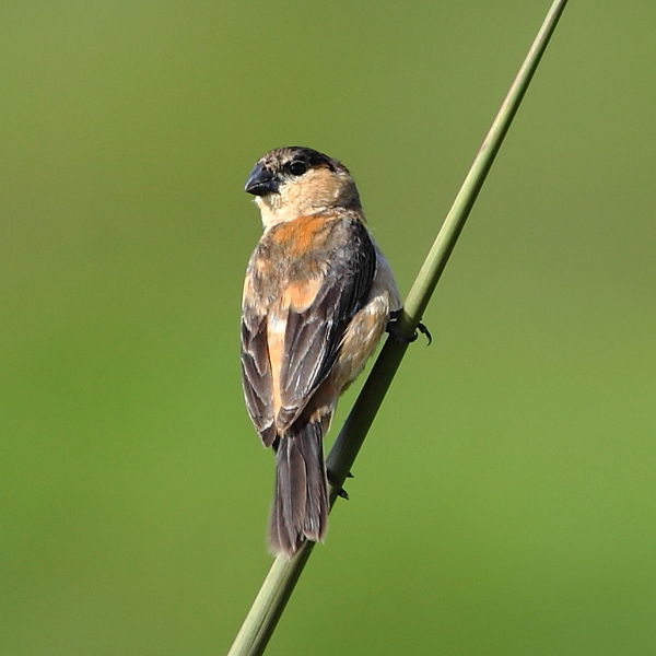 Sporophila bouvreuil