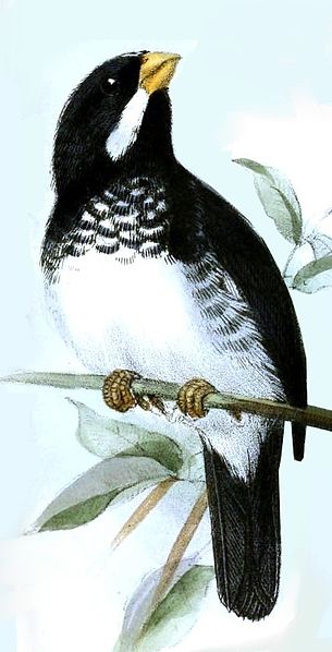 Sporophila bouvronides