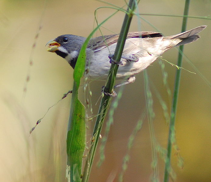 Sporophila caerulescens