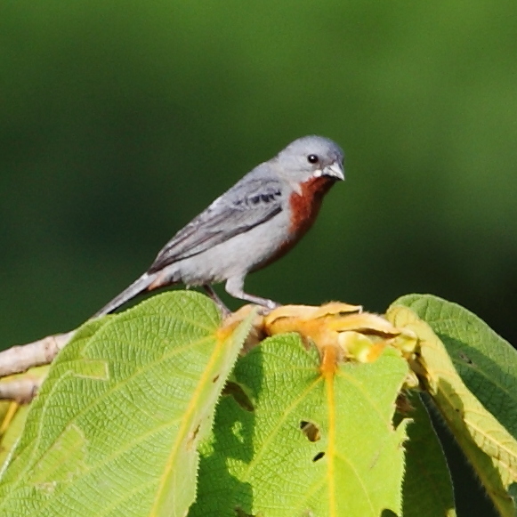 Sporophila castaneiventris