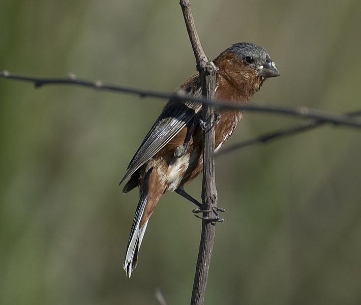Sporophila cinnamomea