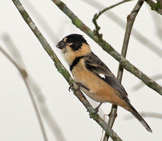 Sporophila collaris