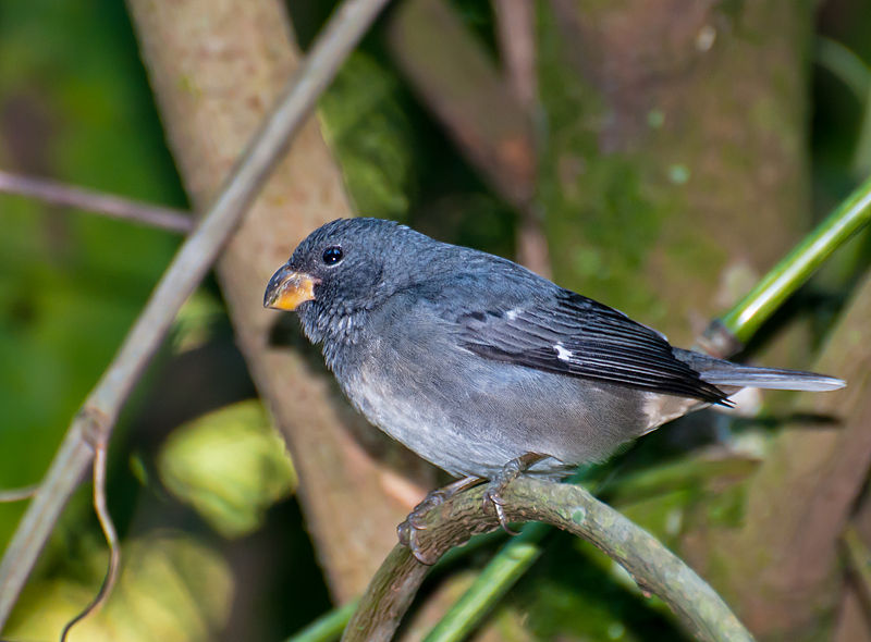 Sporophila falcirostris