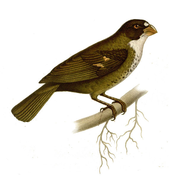 Sporophila frontalis
