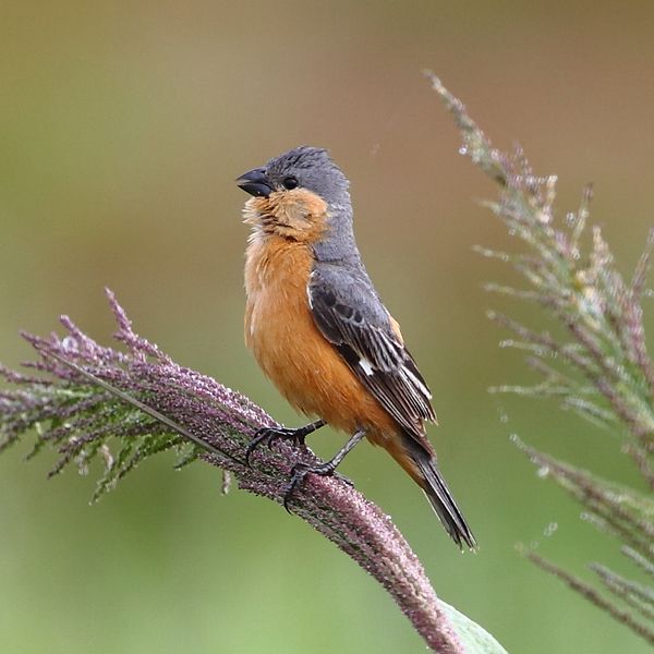 Sporophila hypoxantha