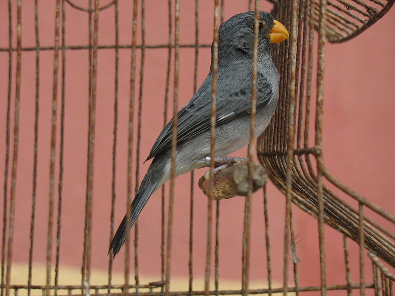 Sporophila intermedia