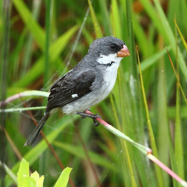 Sporophila leucoptera