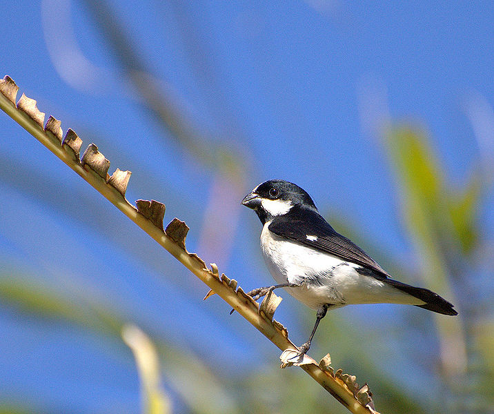 Sporophila lineola