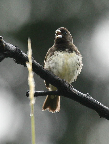 Sporophila nigricollis