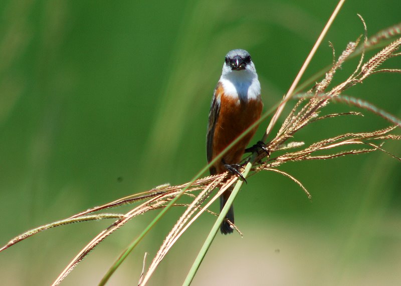 Sporophila palustris