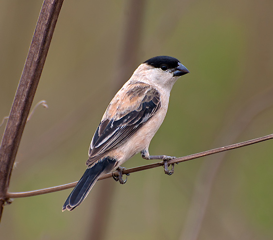 Sporophila pileata