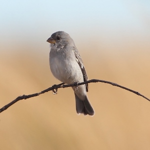Sporophila plumbea