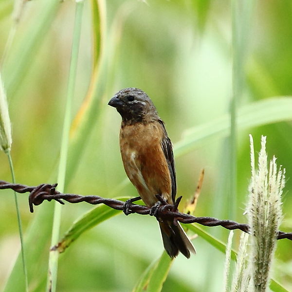 Sporophila ruficollis