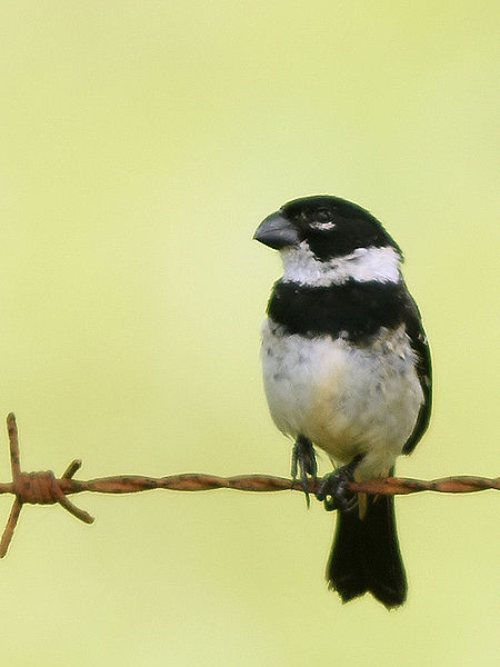 Sporophila torqueola