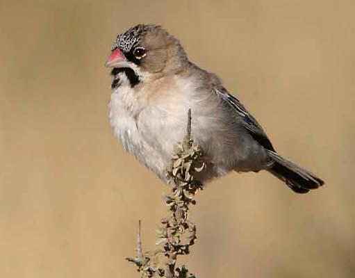 Sporopipes squamifrons