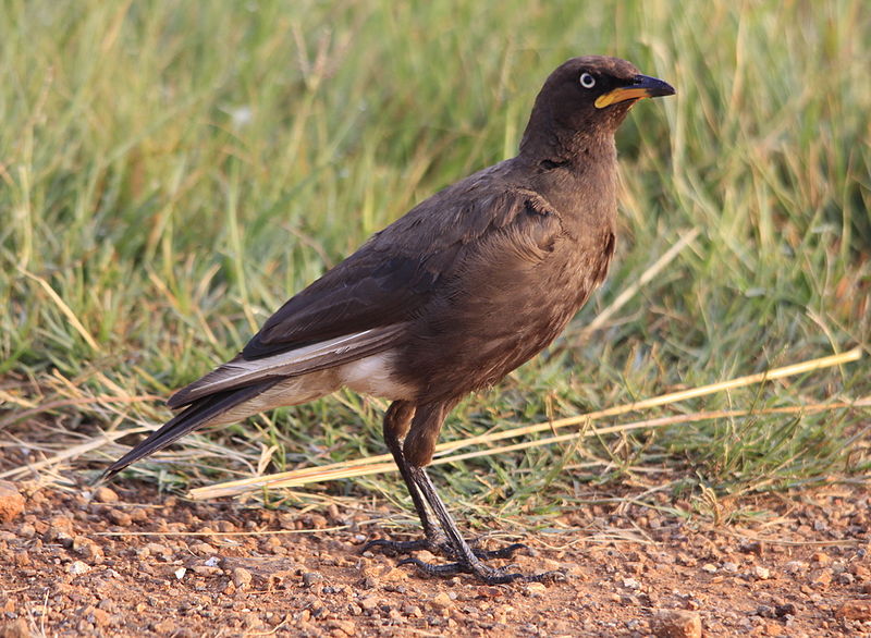 Spreo bicolor