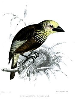Stactolaema anchietae