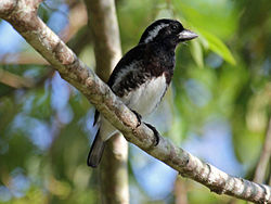 Stactolaema leucotis