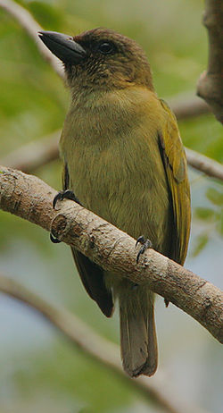 Stactolaema olivacea