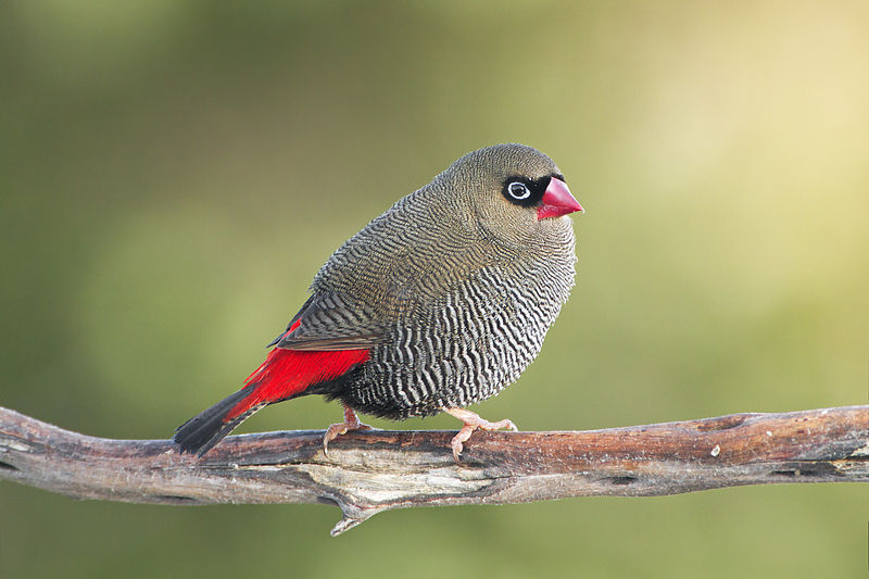 Stagonopleura bella