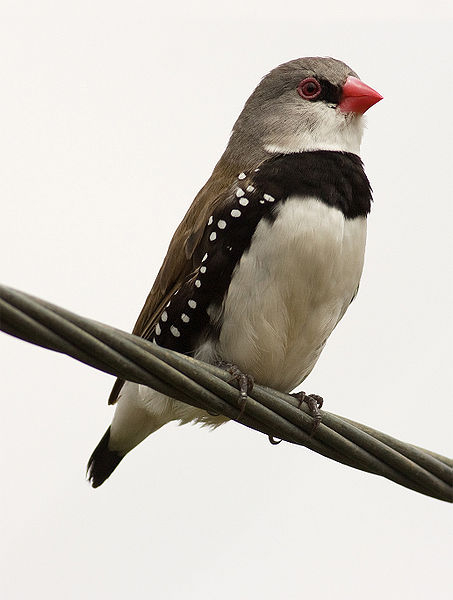 Stagonopleura guttata