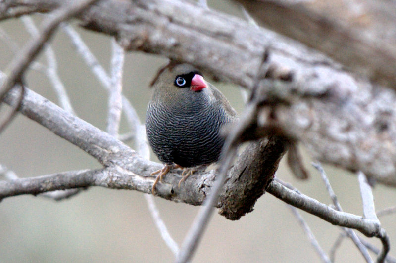 Stagonopleura oculata