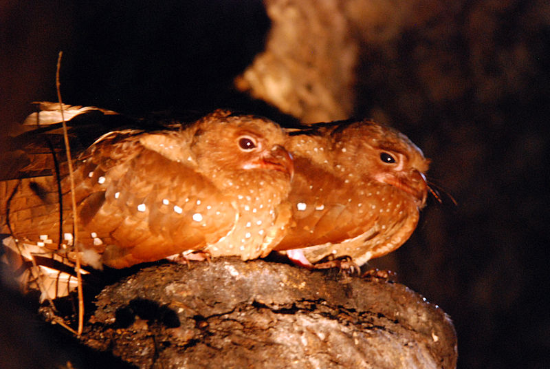 Steatornis caripensis